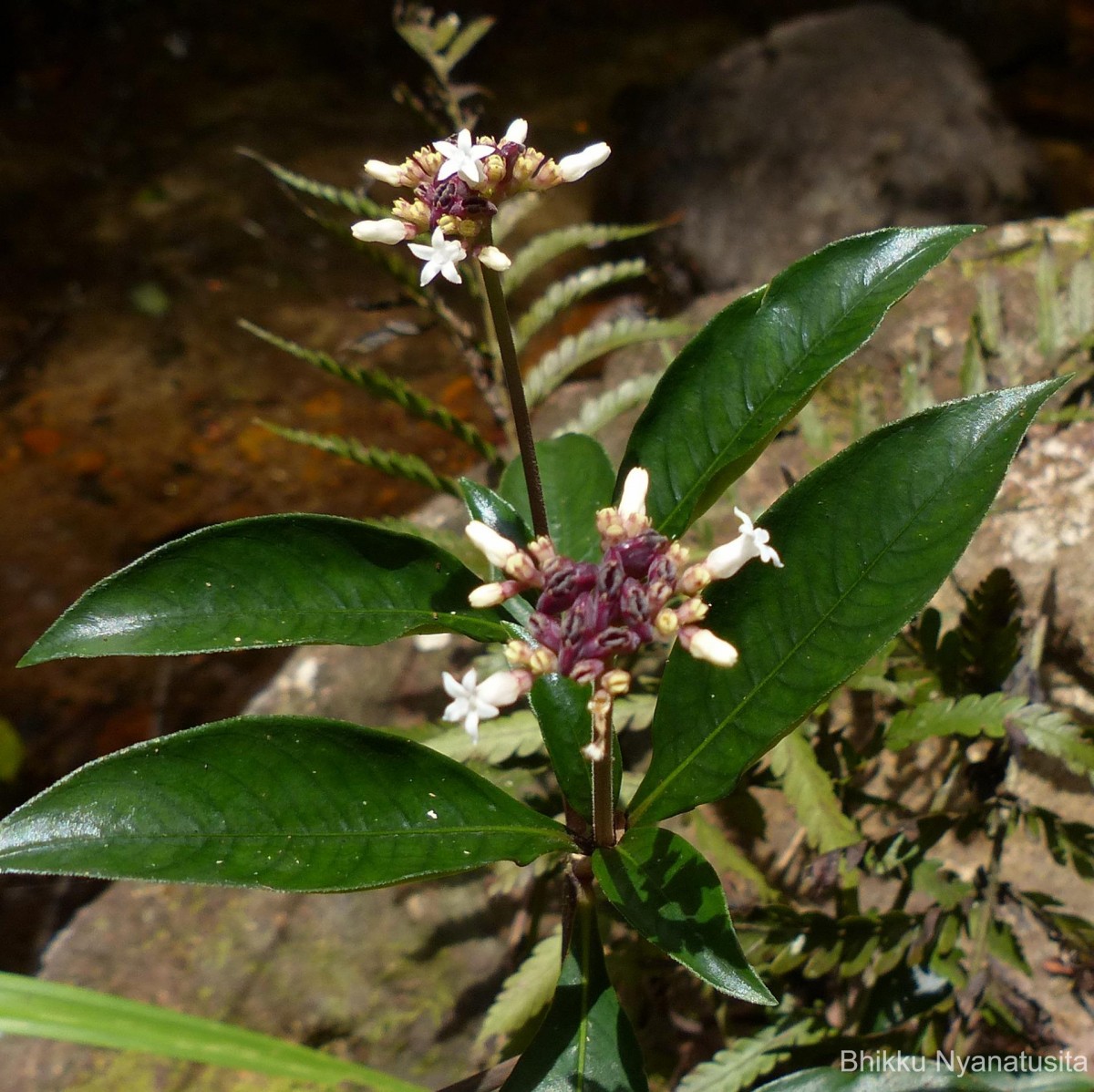 Ophiorrhiza pectinata Arn.